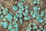 Polished Turquoise Specimen - Number Mine, Carlin, NV #260495-1